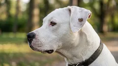 Ako sa psy starajú o seba – a čo sa od nich môžeme naučiť